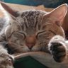 yada_ching_ZZ's profile picture. Google+難民
猫様3匹と同居中