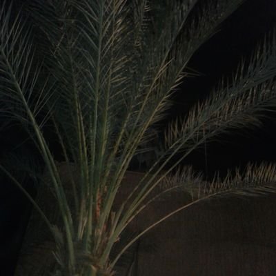 AwqafAl's profile picture. يا فجر ما أقصيت عنا كربنا/عسى بليل يجود لنا افراحا