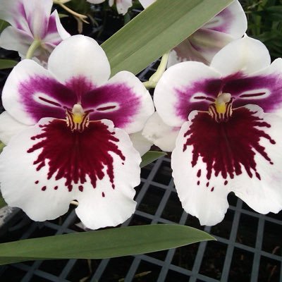 KioskVtomas's profile picture. 