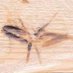 🐝 Brundall Bee (@brundallbee) Twitter profile photo 🐝 Brundall Bee (@brundallbee) Twitter profile photo