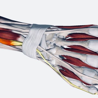 💲toke 〽️usculo 💲keletal Radiologists based @uhnm_nhs 6 full time consultant MSK Radiologists. Tertiary Spine centre. Sports Imaging and treatment.