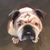 Lenny (Sir George’s adopted little bro) Bully (@sirgeorgebully) Twitter profile photo Lenny (Sir George’s adopted little bro) Bully (@sirgeorgebully) Twitter profile photo