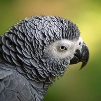 parrot 🎗️ (@tuki_medaber) 's Twitter Profile