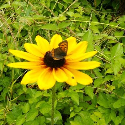 自然だいすきで家庭菜園や草花と虫達と戯れている時がいちばん幸せです