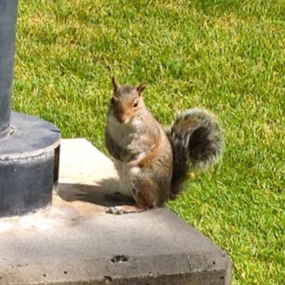 The squirrels of Eastern Washington University. We're nuts about #EWU! You'll find us around campus. If you see us, let us know with the hashtag #squirrelsofewu