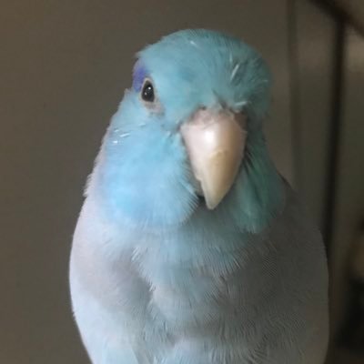 マメルリハ♂ⅹ3/ブルーボタン♂/セキセイ♀/コザクラ の6羽が住むインコマンションのお世話及び管理人その1です。 マンションの住人たちの近況を呟いていきます(╹◡╹)たまに実家の猫♀さま出てきます。マメルリ派。わさびは2022年5月15日深夜に虹の橋へ🌈