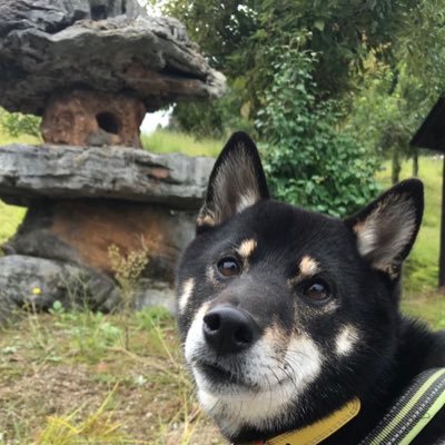 YoshiakiKAI's profile picture. さかな研究者(Fish systematics)・メバルのなかま(rockfishes)・クサウオのなかま(snailfishes)・ダンゴウオのなかま(lumpsuckers)・FAKU Fish Collection, Kyoto University・たまにベーシスト