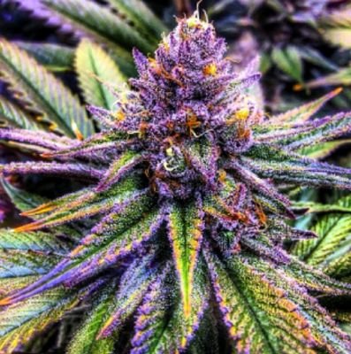 Danpriela887336's profile picture. SMOKE WEED EAT D😻
https://t.co/q62Q6nxaiJ