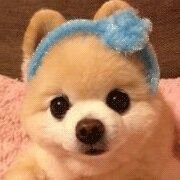 Natureza 🐦🐶🦁🌻🌎 (@reinoaniimal) 's Twitter Profile Photo