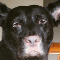 Domino (@czaroftruth255) 's Twitter Profile