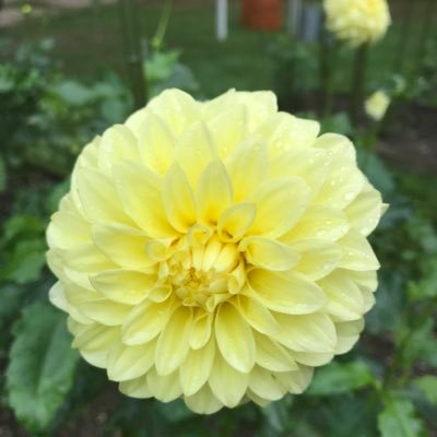 P Dahlia