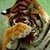 crittervoice (@crittervoice22) Twitter profile photo crittervoice (@crittervoice22) Twitter profile photo