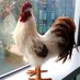 Chickenology (@AvianImmunology) Twitter profile photo