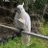 greengumtree's profile image