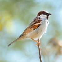 SparrowOOS (@oossparrow) 's Twitter Profile