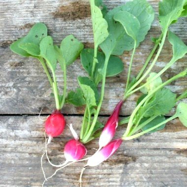 PCMG_news's profile picture. Low intensity vegetables and herbs growing by  Neil Lillystone.