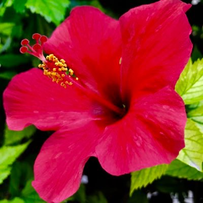 ambi_bay's profile picture. Bio y vegano