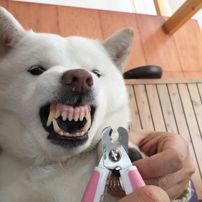 pedophiledoggo's profile picture. 