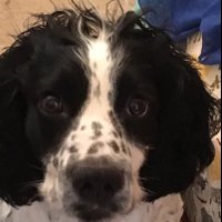 Fidget (@spanieldreams) 's Twitter Profile