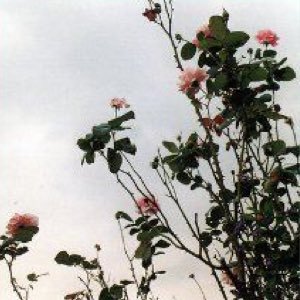 amefulino_asade's profile picture. くるりが大好き くるりのこともっと知りたいです