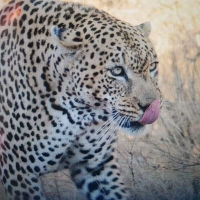 guy_cstl's profile picture. men