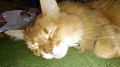 5vDoVZa6wwHkRom's profile picture. 日本が大好きです😆🎵🎵日本人に生まれて良かった❗