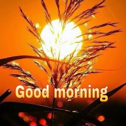 Suredh11151117's profile picture. 