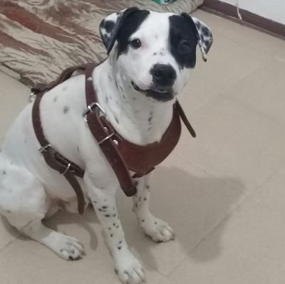 AxelplayMendoza's profile picture. 