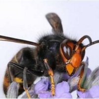 Asian Hornet Watch (@hornetwatch) 's Twitter Profile