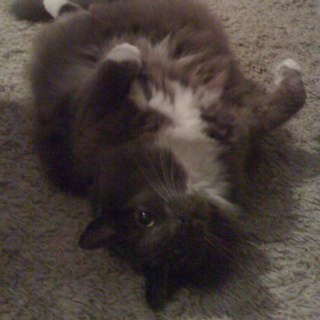 grumples's profile picture. 