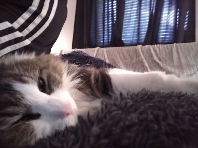 FernholzDaniel's profile picture.