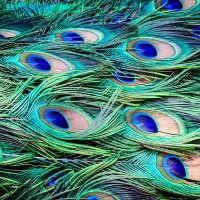Vibhas K (@k_vibhas) 's Twitter Profile