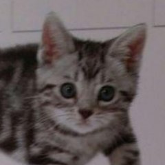 nekomarl1's profile picture. FF14をBeliasであそんでます。 スマホゲーはドラクエウォークやってます。 仲良くしてください！ 後、いいねくださった方は勝手にフォローすることもありますのでご了承下さい。