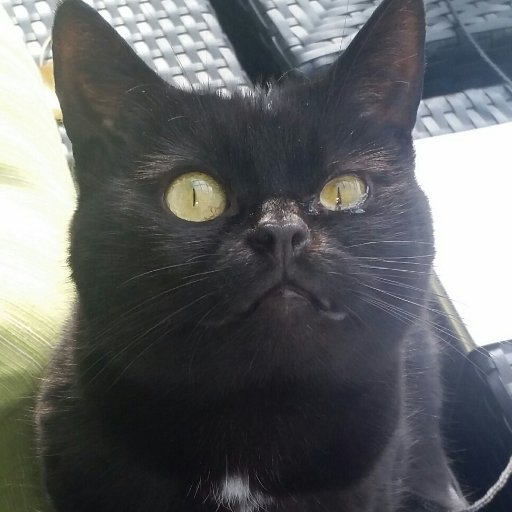 mrcairo2's profile picture. Silent Twitter Fan of Fantastic Artists and Interesting Peoples | Often Mistaken as a Functional Adult | She/Her