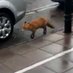 Fox in Maynooth (@fmaynooth) Twitter profile photo Fox in Maynooth (@fmaynooth) Twitter profile photo