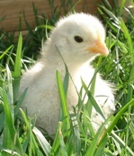 ChickensRule's profile picture. Wife of Chicken Whisperer, Lover of Jesus, chickens, worms, gardening, composting, and teaching!
