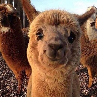 llamallama94's profile picture. 