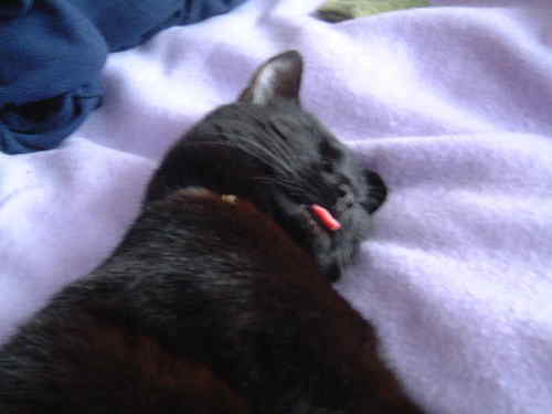 kippersning's profile picture. Knittaholic with BSc (Hons), felt maker, designer, spinning, crochet, mad cat woman, that's me!