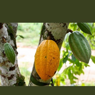 mamfe ,Cameroon . Aims : Care about Orphans , educate farmers on good post harvets practices for cocoa. call: +237673629965