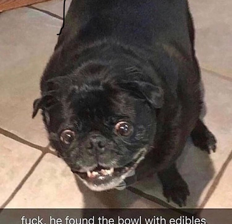 doggyplaysmc571's profile picture. 