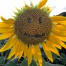 oshio_at's profile picture. 人間の性格や各種個人差特性の構造・発達・適応などを研究している心理学者・早稲田大学文学学術院教授 https://t.co/37pQjg9J5j
