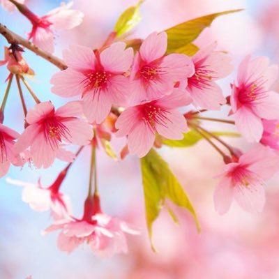 さく🌸さんのプロフィール画像