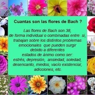Flores de bach en La Plata. Adri., es mi página agregate!!! 28años trabajando con las maravillosas flores de Bach en La Plata, Consultas y turnos