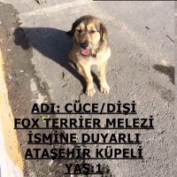 atasehir_gönüllüleri(@atasehir_koruma) 's Twitter Profile Photo