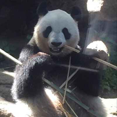 ネコ パンダ🐼動物大好き 北見市在住 医療関係の会社勤めしてます。