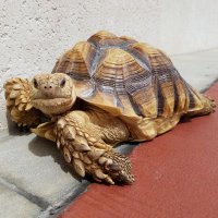 Bowser the tortoise(@BowserTortoise) 's Twitter Profile Photo