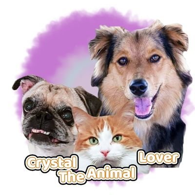 hi welcome to Crystal the animal lovers Twitter I am a YouTuber and I dedicate my channel to my pets Angel my Maine coon mix and Buster my pug myborder mix remi