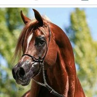 خواطر على صهوة جواد (@nabd_969) Twitter profile photo