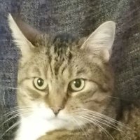 Holde Maid (@holdemaid666) 's Twitter Profile