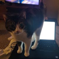 putsi (@putsi) 's Twitter Profile